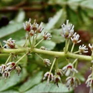 Weinmannia tinctoria.tan rouge.bois de tan.( détail de l'inflorescence -fleurs composées d'étamines et d'un pistil )  ) cunoniaceae.endémique Réunion. Maurice.jpeg